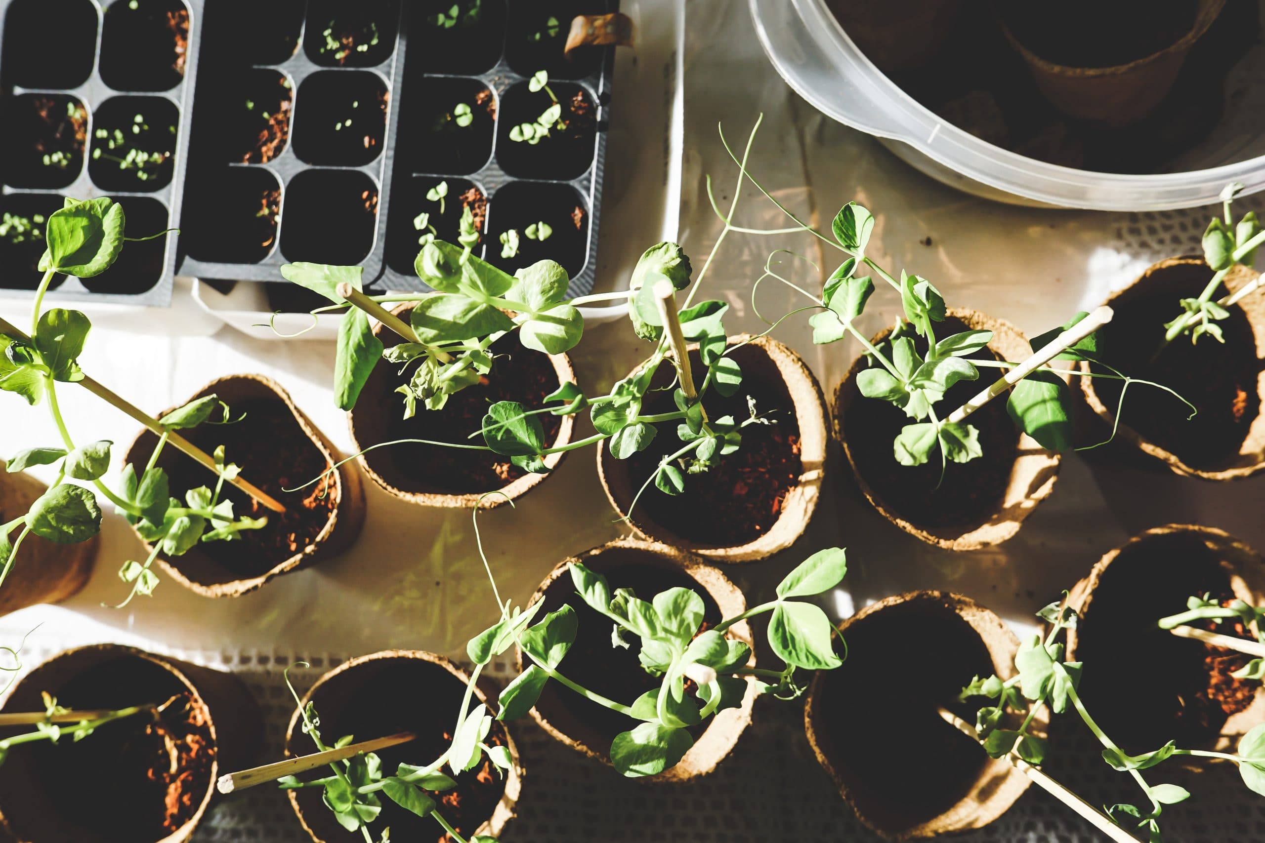 Garden_pots